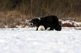 BORDER COLLIE 1138